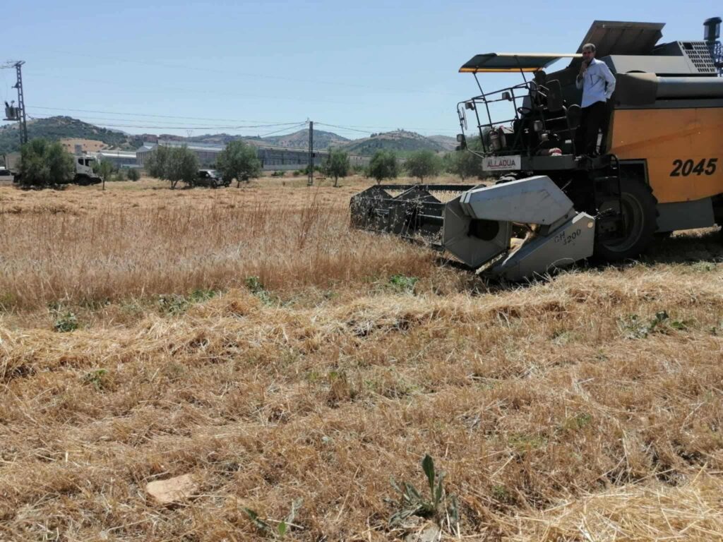 Béjaïa – Amizour : La campagne de moisson-battage se poursuit dans plusieurs localités