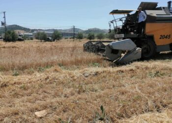 Béjaïa – Amizour : La campagne de moisson-battage se poursuit dans plusieurs localités