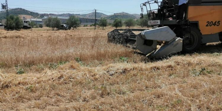 Béjaïa – Amizour : La campagne de moisson-battage se poursuit dans plusieurs localités
