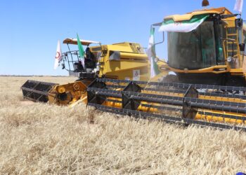 Campagne de moisson battage à M’sila : Récolte prévisionnelle de 428.000 quintaux de céréales