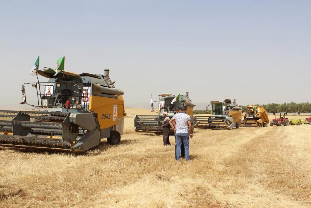 Tlemcen : Une production de plus de 176.000 quintaux de céréales attendue 
