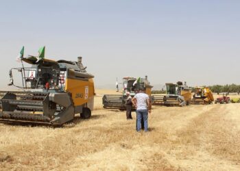 Tlemcen : Une production de plus de 176.000 quintaux de céréales attendue 