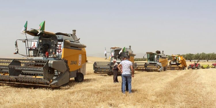 Tlemcen : Une production de plus de 176.000 quintaux de céréales attendue 