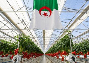 Tomate sous serre à Biskra : Une filière à fort potentiel plombée par des contraintes structurelles