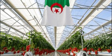 Tomate sous serre à Biskra : Une filière à fort potentiel plombée par des contraintes structurelles