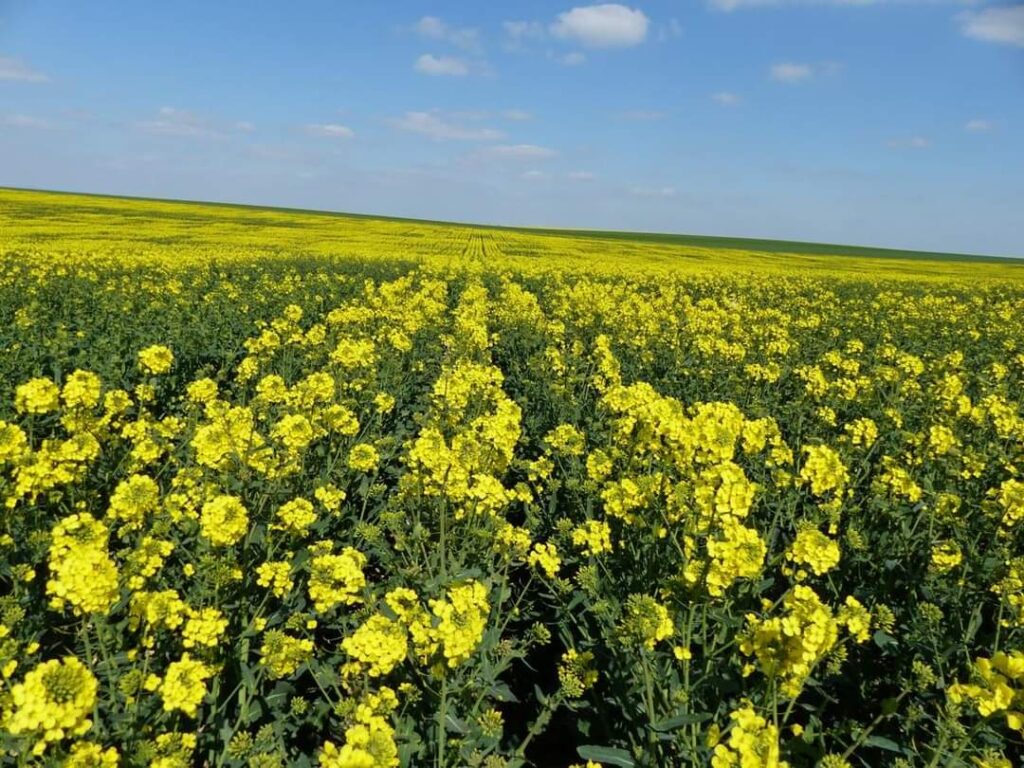 Blida : Lancement de la récolte du colza sur une superficie de 208 hectares
