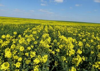 Blida : Lancement de la récolte du colza sur une superficie de 208 hectares
