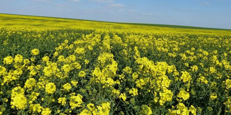 Blida : Lancement de la récolte du colza sur une superficie de 208 hectares