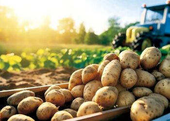 Filière pomme de terre en Algérie : Une production stratégique freinée par la volatilité des prix