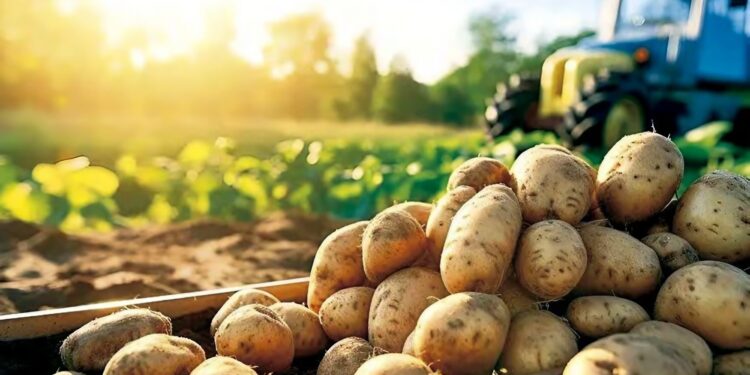Filière pomme de terre en Algérie : Une production stratégique freinée par la volatilité des prix