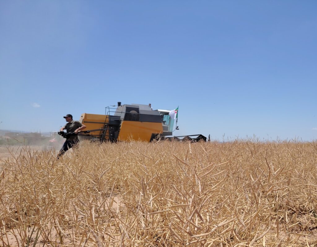 coup d’envoi de la campagne de moisson- battage de la saison agricole 2024-2025 dans la partie Nord de la wilaya de Batna