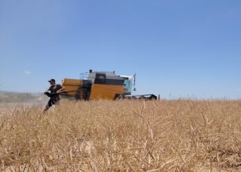 coup d’envoi de la campagne de moisson- battage de la saison agricole 2024-2025 dans la partie Nord de la wilaya de Batna