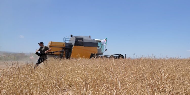 coup d’envoi de la campagne de moisson- battage de la saison agricole 2024-2025 dans la partie Nord de la wilaya de Batna
