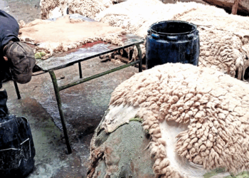 Campagne de collecte des peaux des moutons de sacrifice : Large adhésion à travers les wilayas 