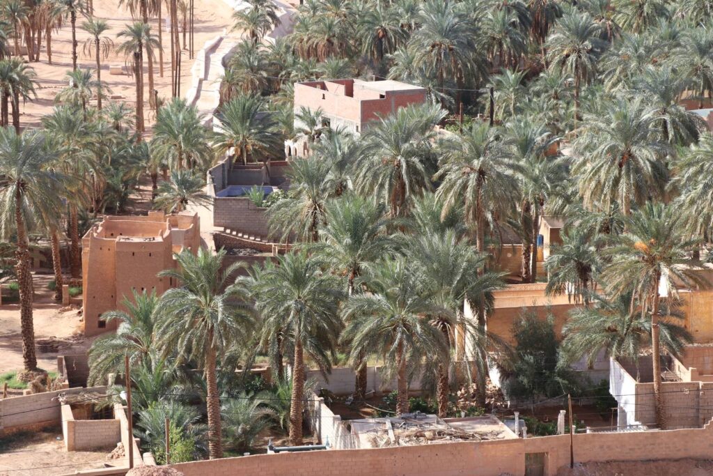 Ghardaïa : Près de 270.000 palmiers dattiers seront traités contre le Boufaroua et le Myelois