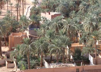 Ghardaïa : Près de 270.000 palmiers dattiers seront traités contre le Boufaroua et le Myelois