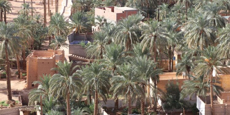 Ghardaïa : Près de 270.000 palmiers dattiers seront traités contre le Boufaroua et le Myelois
