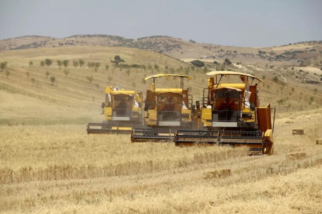 Oum El Bouaghi : Une production de plus de 2 millions de quintaux de céréales attendue