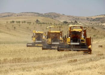 Oum El Bouaghi : Une production de plus de 2 millions de quintaux de céréales attendue