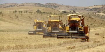 Oum El Bouaghi : Une production de plus de 2 millions de quintaux de céréales attendue