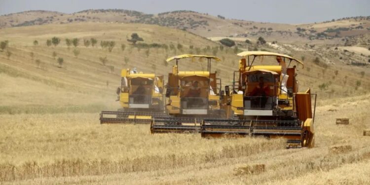 Oum El Bouaghi : Une production de plus de 2 millions de quintaux de céréales attendue