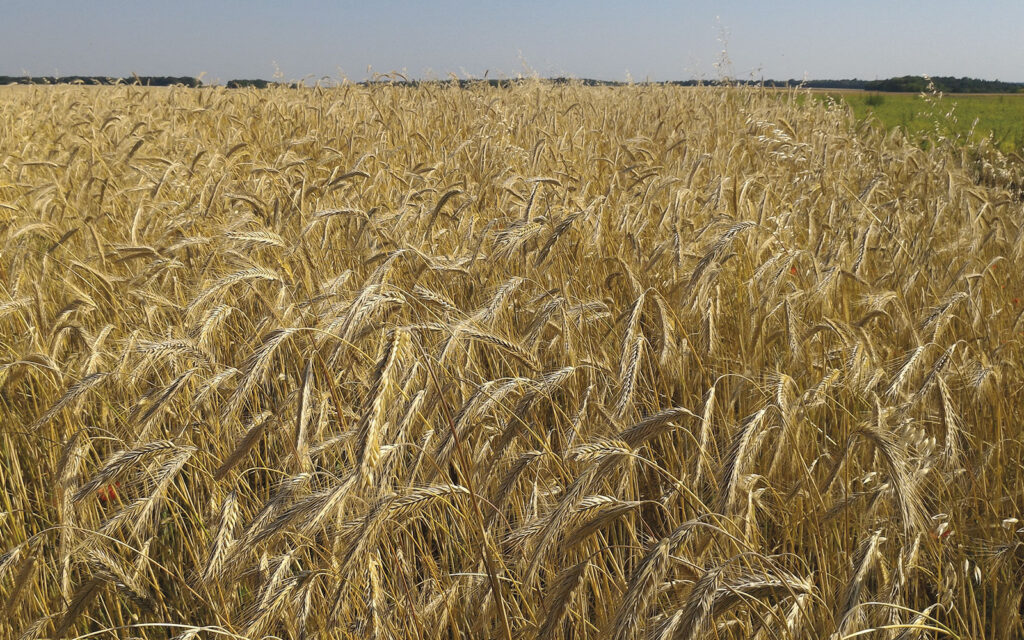 El Oued : Des prévisions optimistes de récolte de triticale attendue cette saison
