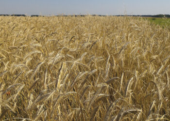 El Oued : Des prévisions optimistes de récolte de triticale attendue cette saison