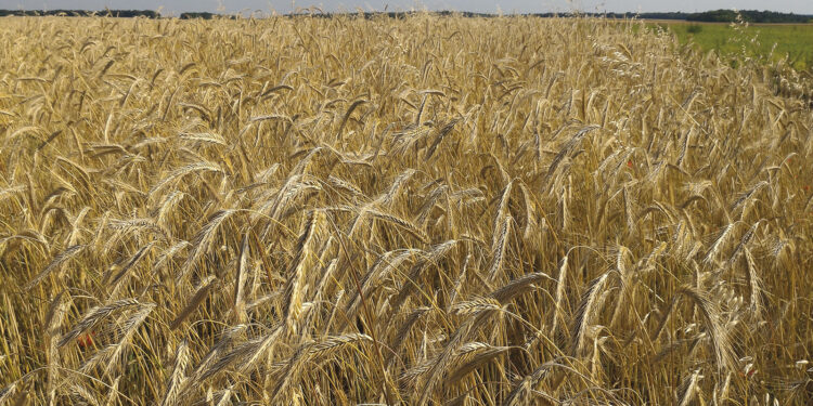 El Oued : Des prévisions optimistes de récolte de triticale attendue cette saison