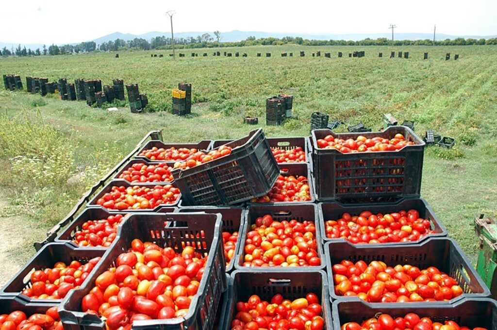 Guelma : Production prévisionnelle de plus de 3 millions quintaux de tomate industrielle