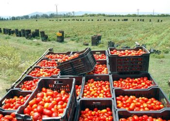 Guelma : Production prévisionnelle de plus de 3 millions quintaux de tomate industrielle
