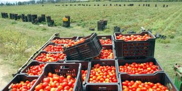 Guelma : Production prévisionnelle de plus de 3 millions quintaux de tomate industrielle