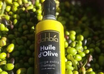 «Dahbia», l’huile d’olive des Hauts Plateaux : Ce trésor qui séduit les jurys du monde entier