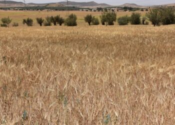 Oran : Une production de plus de 46.000 quintaux de céréales attendue