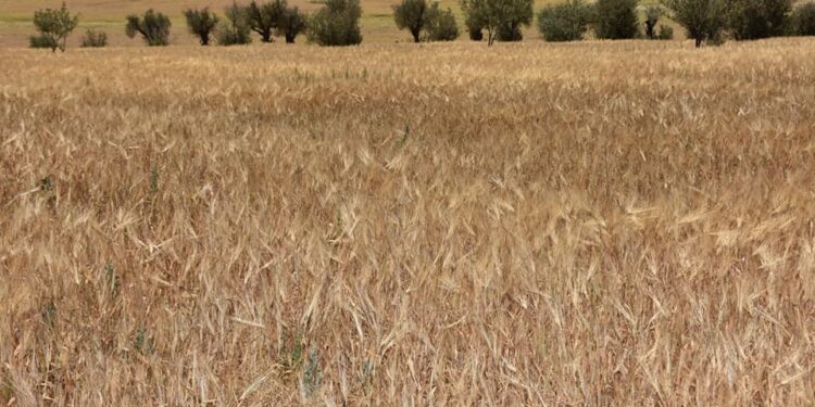 Oran : Une production de plus de 46.000 quintaux de céréales attendue