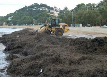 Environnement : Lancement d'une campagne nationale de ramassage des algues sur les plages du littoral