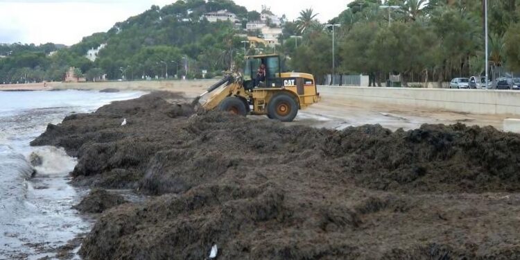 Environnement : Lancement d'une campagne nationale de ramassage des algues sur les plages du littoral