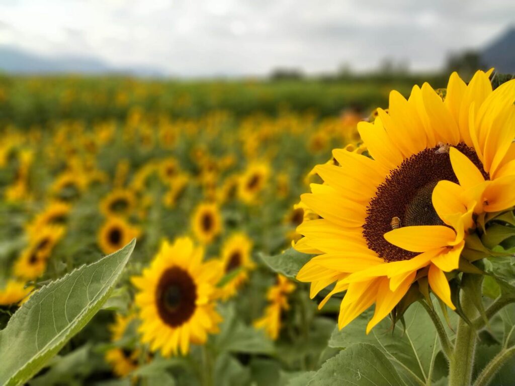 Naâma : Une production d’environ 325 quintaux de graines de tournesol prévue à Sfissifa