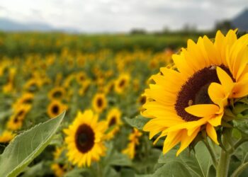 Naâma : Une production d’environ 325 quintaux de graines de tournesol prévue à Sfissifa