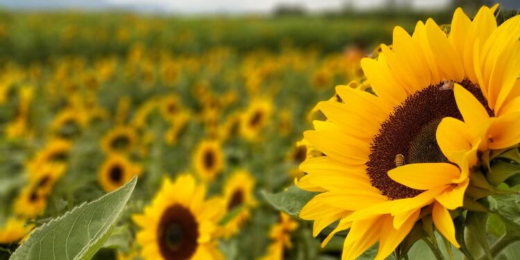 Naâma : Une production d’environ 325 quintaux de graines de tournesol prévue à Sfissifa