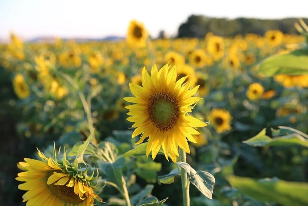 Béchar : Vers l’extension des superficies dédiées à la culture du maïs et du tournesol