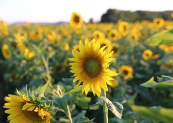 Béchar : Vers l’extension des superficies dédiées à la culture du maïs et du tournesol
