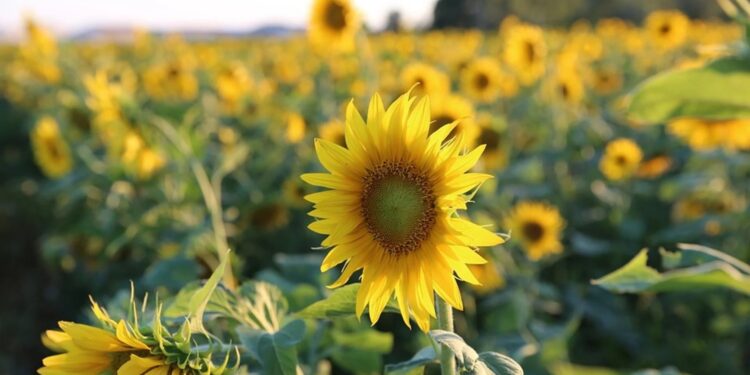 Béchar : Vers l’extension des superficies dédiées à la culture du maïs et du tournesol