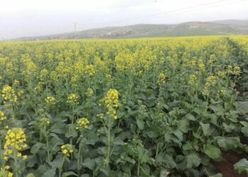 Cultures oléagineuse à Chlef : Récolte de près de 1700 quintaux de colza