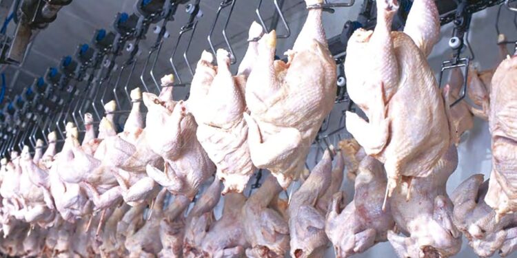 Filière avicole : Des prix en baisse à tous les niveaux