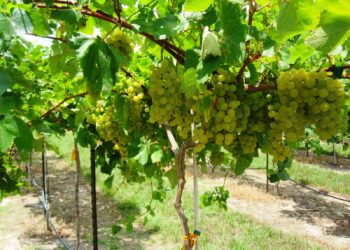 Boumerdès : Une récolte de plus de 5 millions de quintaux de raisin attendue