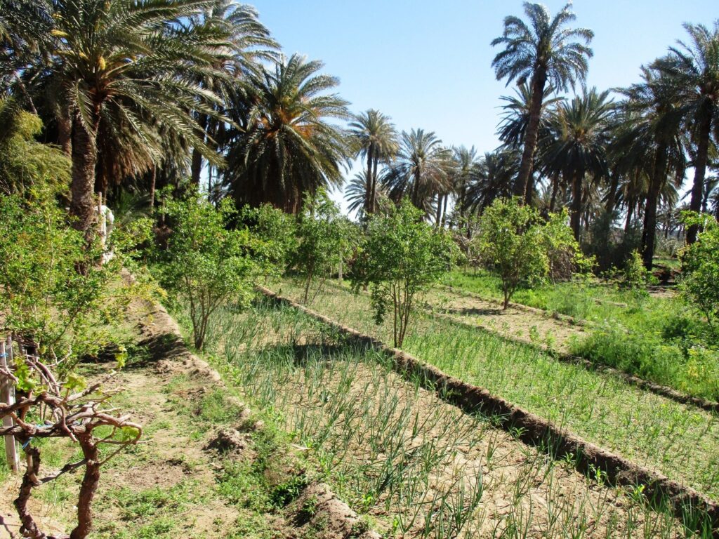 L’agriculture durable : Un pari stratégique de l’Algérie pour sa sécurité alimentaire