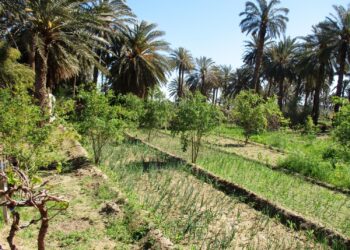 L’agriculture durable : Un pari stratégique de l’Algérie pour sa sécurité alimentaire