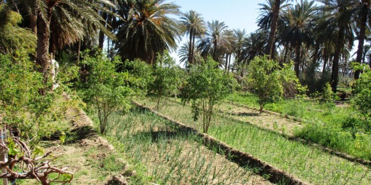 L’agriculture durable : Un pari stratégique de l’Algérie pour sa sécurité alimentaire