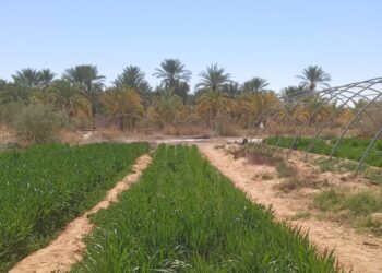 Fertilité des sols sahariens