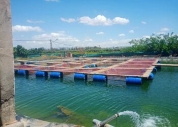 Des alevins ont été introduits entre le 1er janvier et le début août dans huit cages flottantes situées dans des fermes aquacoles